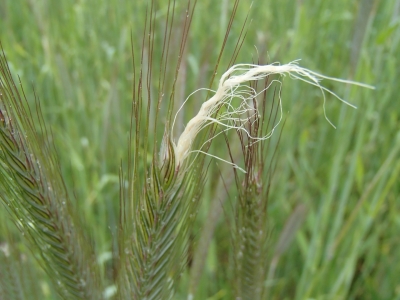 Rudzu tripša bojājums