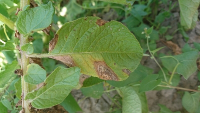 Kartupeļu lapu sausplankumainība