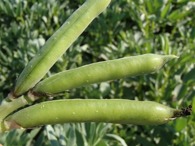 Pupu sēklgrauža olas uz pākstīm