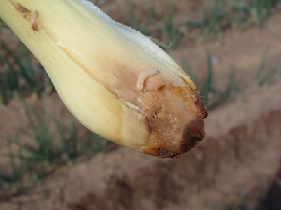  Sīpolu mušas kāpurs