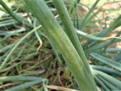 Sīpolu neīstā miltrasa.