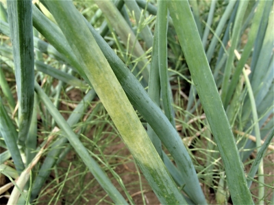  Sīpolu neīstā miltrasa.