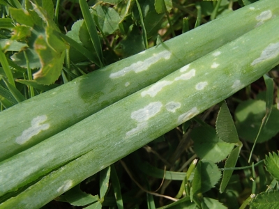   Foto. Sīpolu puskodes kāpura bojājums. Vija Graube.