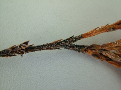 Sphaeropsis sp. augļķermeņi uz bojātām skujām