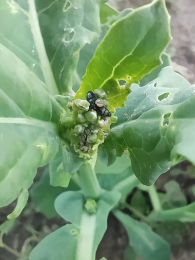 Krustziežu spīdulis