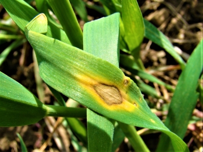 Stiebrzāļu gredzenplankumainība