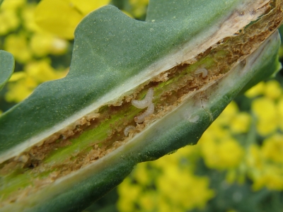 Stublāju smecernieka kāpuri