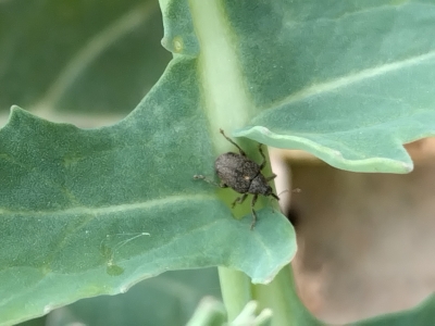 Krustziežu stublāju smecernieka imago