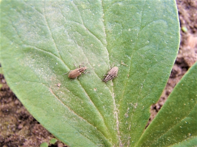  Tauriņziežu smecernieki