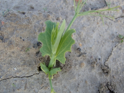 Tauriņzieža smecernieka bojājums zirņiem