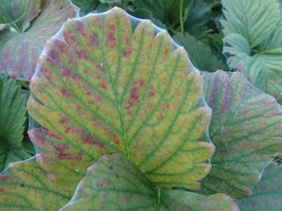 Zemeņu lapa satiklota ar tīklērču tīklojumu
