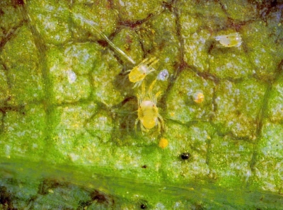 Divas tīklērces palielinājumā