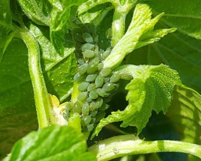 Tauriņziežu smecernieks un bojājums