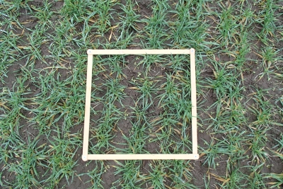 Koka rāmis (četrstūrveida) novietots laukā, kur sadīguši graudaugi