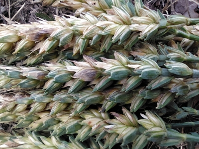 Vārpu plēkšņu plankumainība