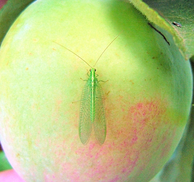 Zeltactiņa uz ābola.