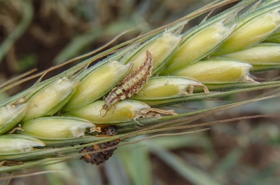 Zeltactiņas kāpurs uz graudaugu vārpas.