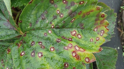  Zemeņu lapu baltplankumainība