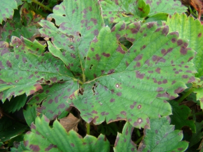 Zemeņu lapu brūnplankumainība.