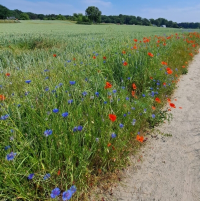 Ziedošu augu josla graudaugu lauka malā.