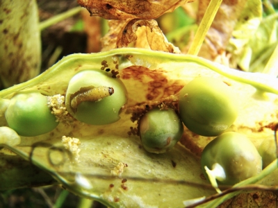 Zirņu tinēja kāpuri un bojājums