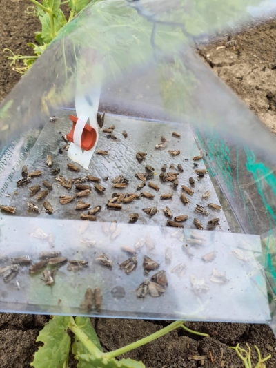 Zirņu tinēja tauriņi feromonu slazdā