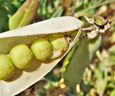 Zirņu tinēja kāpurs