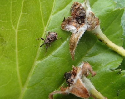 Ābeļziedu smecernieks uz lapām.