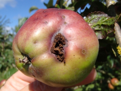 Ābolu tinēja kāpura bojājums.