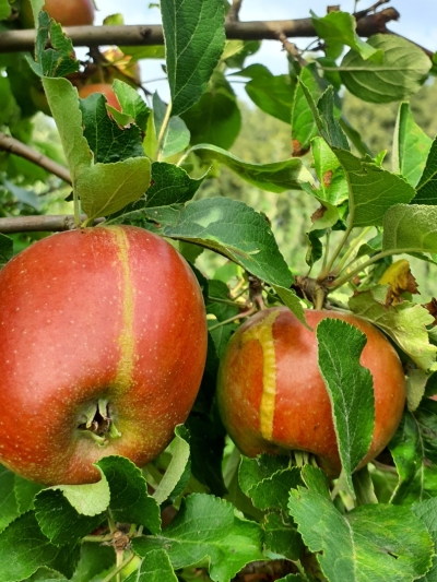 Ābolu zāģlapsenes bojājums.