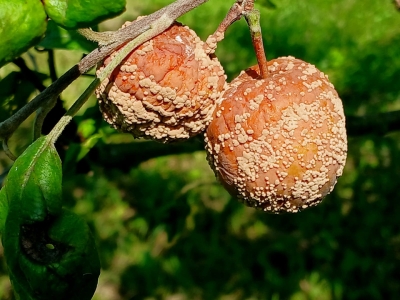 Parastā augļu puve