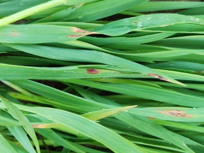 Auzu lapu brūnplankumainība