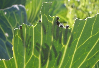 Kāpostu balteņa kāpuri barojas uz kāposta lapas.