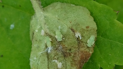 Ābeļu lapu blusiņa