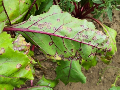 Biešu lapu sīkplankumainība.