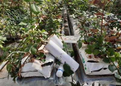 Derīgo kukaiņu izlaišanas trauks rožu audzēšanas siltumnīcā.