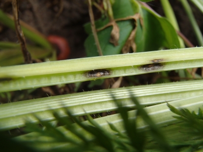Burkānu lapu sausplankumainība
