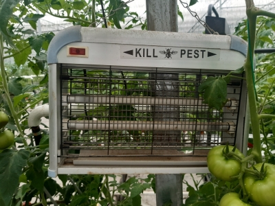 Gaismas slazds kukaiņu iznīcināšanai siltumnīcā.