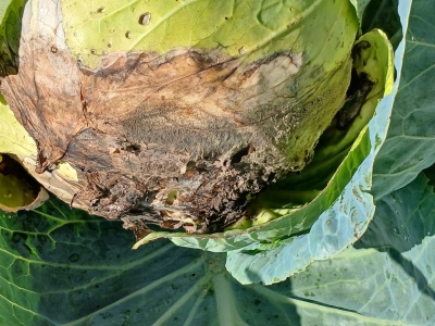  Galviņkāpostu pelēkā puve.