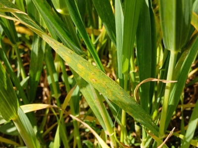 Graudzāļu miltrasa. Aivita Lasmane.