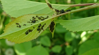  Ķiršu-madaru laputis uz ķirša