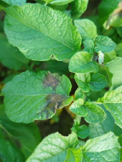 Kartupeļu lakstu puve.