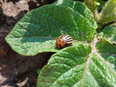 Kartupeļu lapgrauzis.