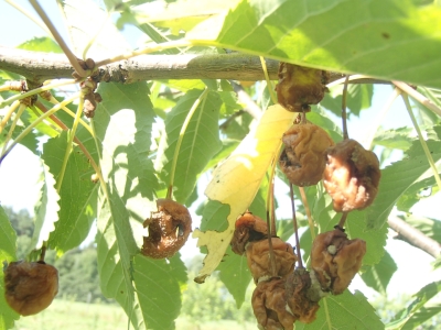 Kauleņkoku pelēkā puve