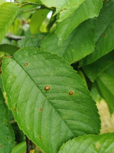 Kauleņkoku sausplankumainība.