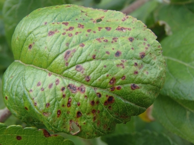 Kauleņkoku sausplankumainība