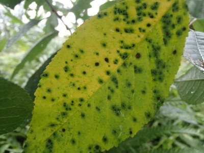 Lapbires bojāta lapa