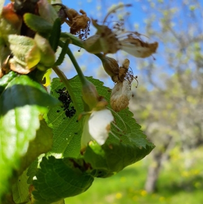 Ķiršu – madaru laputs.