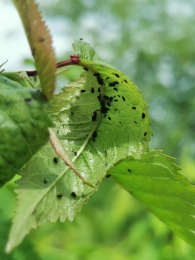 Ķiršu – madaru laputs. 