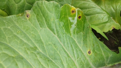 Krustziežu sausplankumainība.